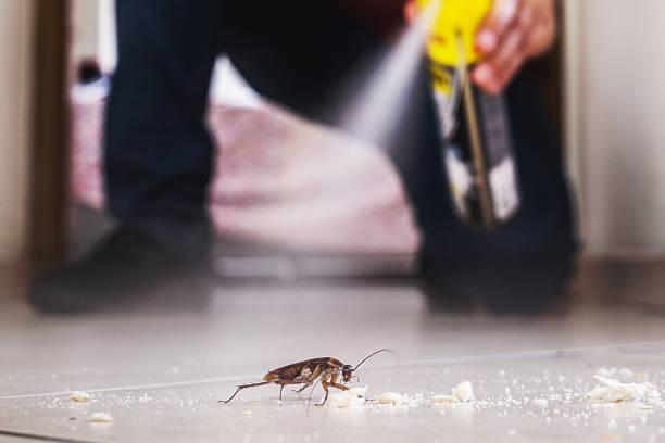 Trusted Troup, TX Pest Control Experts